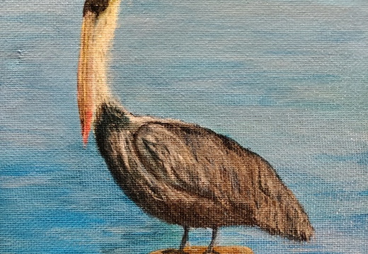Brown Pelican