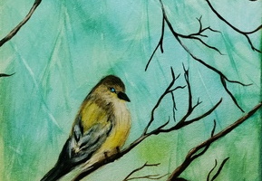 American Goldfinch